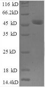 Greater than 90% as determined by SDS-PAGE.