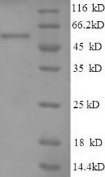 Greater than 90% as determined by SDS-PAGE.