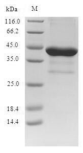 Greater than 90% as determined by SDS-PAGE.