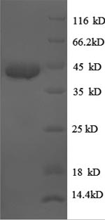 Greater than 90% as determined by SDS-PAGE.