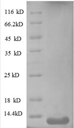 Greater than 90% as determined by SDS-PAGE.