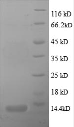 Greater than 90% as determined by SDS-PAGE.