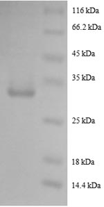 Greater than 90% as determined by SDS-PAGE.