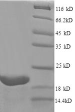 Greater than 90% as determined by SDS-PAGE.