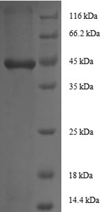 Greater than 90% as determined by SDS-PAGE.