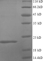 Greater than 90% as determined by SDS-PAGE.