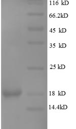 Greater than 90% as determined by SDS-PAGE.