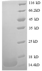 Greater than 90% as determined by SDS-PAGE.