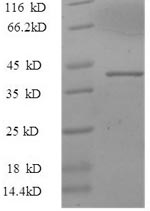 Greater than 90% as determined by SDS-PAGE.