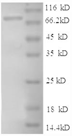 Greater than 90% as determined by SDS-PAGE.