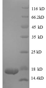 Greater than 90% as determined by SDS-PAGE.