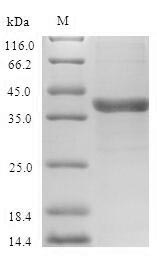 Greater than 90% as determined by SDS-PAGE.