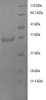 Greater than 90% as determined by SDS-PAGE.