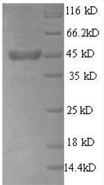 Greater than 90% as determined by SDS-PAGE.