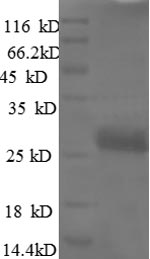 Greater than 90% as determined by SDS-PAGE.