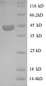 Greater than 90% as determined by SDS-PAGE.