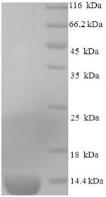 Greater than 90% as determined by SDS-PAGE.