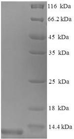 Greater than 90% as determined by SDS-PAGE.