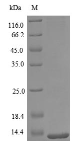 Greater than 90% as determined by SDS-PAGE.