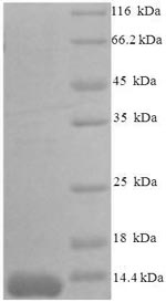 Greater than 90% as determined by SDS-PAGE.