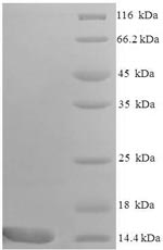 Greater than 90% as determined by SDS-PAGE.