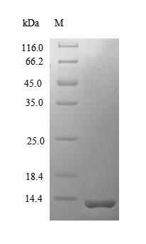 Greater than 90% as determined by SDS-PAGE.