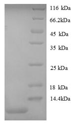 Greater than 90% as determined by SDS-PAGE.