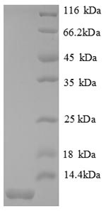 Greater than 90% as determined by SDS-PAGE.