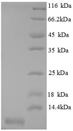 Greater than 90% as determined by SDS-PAGE.