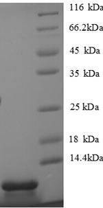 Greater than 90% as determined by SDS-PAGE.