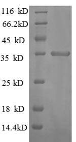 Greater than 90% as determined by SDS-PAGE.