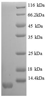 Greater than 90% as determined by SDS-PAGE.