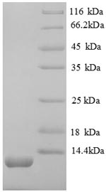 Greater than 90% as determined by SDS-PAGE.