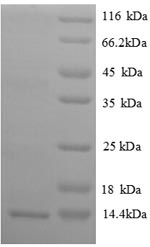 Greater than 90% as determined by SDS-PAGE.