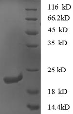 Greater than 90% as determined by SDS-PAGE.