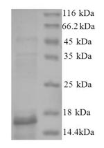 Greater than 90% as determined by SDS-PAGE.