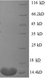 Greater than 90% as determined by SDS-PAGE.