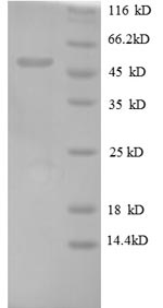 Greater than 90% as determined by SDS-PAGE.