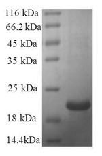 Greater than 90% as determined by SDS-PAGE.