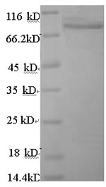 Greater than 90% as determined by SDS-PAGE.