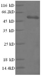 Greater than 90% as determined by SDS-PAGE.