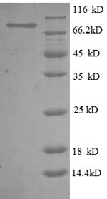 Greater than 90% as determined by SDS-PAGE.