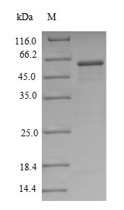 Greater than 90% as determined by SDS-PAGE.