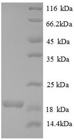 Greater than 90% as determined by SDS-PAGE.