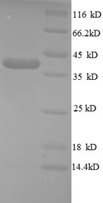 Greater than 90% as determined by SDS-PAGE.