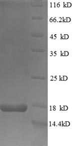 Greater than 90% as determined by SDS-PAGE.