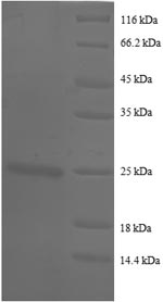 Greater than 90% as determined by SDS-PAGE.