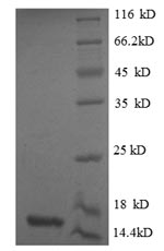 Greater than 90% as determined by SDS-PAGE.