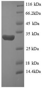 Greater than 90% as determined by SDS-PAGE.