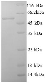 Greater than 90% as determined by SDS-PAGE.